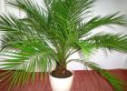 Как вырастить финиковую пальму Плодоносит ли финиковая пальма в домашних условиях