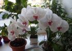 Советы, как посадить орхидею из луковицы из вьетнама Выращивание орхидей луковиц из вьетнама