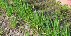 Лук порей — выращивание и уход в советах агронома