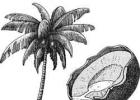 Как растут пальмы в природе