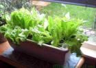 Салат на подоконнике: как вырастить его зимой в квартире