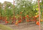 Выращивание помидор на шпалере Шпалера для высоких помидоров в открытый грунт