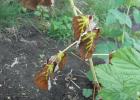 Болезни садовой малины: описание и лечение Светлые пятна на листьях малины