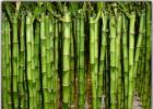 К какому классу относится бамбук Классификация растения бамбук