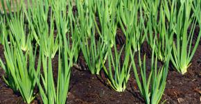 Как быстро вырастить зеленый лук